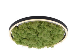 Paul Neuhaus Ritus Plafon 15391-66