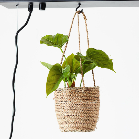 Zwis Brilliant Bankwood 99540/46